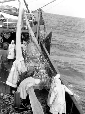 VROFOT 50
